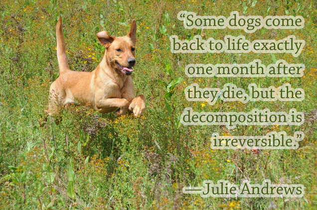 Illustration for article titled 6 Beautiful Quotes To Get You Through The Death Of A Pet